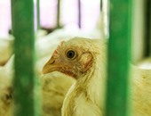 أطباء: حقن الدجاج بالهرمونات لا يسبب العقم.. والفورمالين لتطهير المزارع