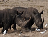 ضبط أكبر كمية من قرون وحيد القرن مهربة داخل شحنة قطع سيارات