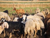 "بيطرى الشرقية" تحصن 89 ألف رأس ماشية من الأمراض الوبائية