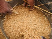 بلومبرج: "الزراعة" تشدد إجراءات استيراد القمح أكثر من المعايير الدولية