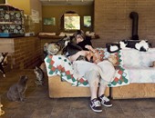 ملجأ لحماية قطط الشوارع ينقذ حياة 26 ألف قطة وكلب