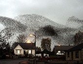 أسراب طيور الزرزور المهاجرة.. سحب سوداء تغطى السماء.. يتداخلون معا فى أشكال غيوم ودوامات.. تقطع مئات الأميال فى رحلتها المكوكية.. وتهبط المحيطات والبحار فى غروب الشمس