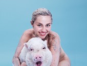 مغنية البوب مايلى سايرس عارية وتحتضن خنزيرا على غلاف مجلة