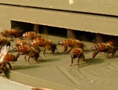أسراب النحل تخرج قاطنى بناية سكنية فى السويد من شققهم