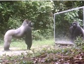 بالفيديو.. ردود أفعال مبهرة للحيوانات البرية لمشاهدة نفسها لأول مرة فى المرآة
