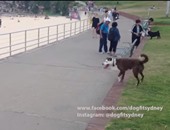 بالفيديو.. كلب أسترالى لا يخطأ فى التسديد بالرأس