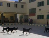 بالصور.. قطيع ماعز يقتحم مستشفى الخارجة العام ويتجول بين الأقسام