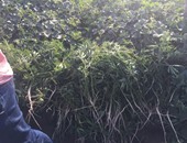 أمن الشرقية يضبط 2300 شجرة لنبات البانجو المخدر مزروعة بفاقوس