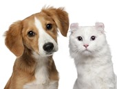 طبيب بيطرى يحذر من إهمال مواعيد الطعام للحيوانات وقت الصيام