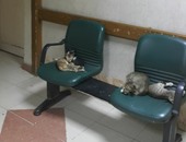 "واتس آب اليوم السابع": بالصور.. مستشفى صيدناوى بالزقازيق استراحة للقطط