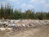 بالصور.. شوارع مدينة دمنهور تتحول إلى تلال من القمامة ومرعى للأغنام