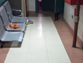 "واتس آب اليوم السابع": بالصور.. قطط تتجول داخل مستشفى الدمرداش