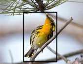 موقع جديد يمكنه تحديد نوع الطيور عن طريق الصور