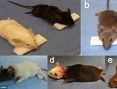 دراسة: فئران معدلة وراثياً للكشف عن المتفجرات والمخدرات فى أمريكا