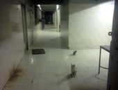 "صحافة المواطن".. القطط تتجول وسط المرضى بمستشفى الصدر فى العمرانية