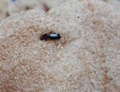 مواطن يعثر على حشرات داخل رغيف خبز مدعم فى "زهراء مدينة نصر"