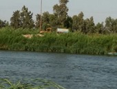 صحافة المواطن.. بالصور .. شكوى من إلقاء مياه الصرف الصحى فى نهر النيل بالبحيرة