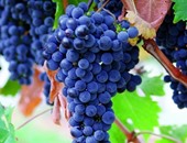 العنب الأزرق يبطئ الشيخوخة ويحسن الرؤية ويعزز الذاكرة