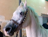 بعد تجارب 8 سنوات..مصر تنجح فى علاج حصان من السرطان بالذهب دون آثار جانبية