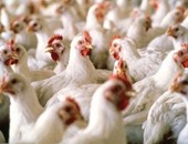 روسيا تورد لمصر حتى نهاية العام 10 آلاف طن دجاج