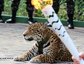 مقتل "نمر" خلال عرض بالشعلة الأولمبية فى البرازيل يثير الجدل حول ريو 2016