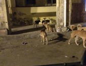 صحافة المواطن: انتشار الكلاب الضالة بمنطقة الإفرنج ببورسعيد