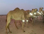 فيروس مميت يظهر فى موريتانيا.. ومخاوف مغربية من التفشى