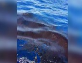 فيديو للتلوث البحرى المنتشر ما بين جزيرة أم قمر والجفتون شرق الغردقة