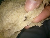 "صحافة المواطن": قارئ يعثر على حشرة فى رغيف خبز بـ"حدائق الزيتون"