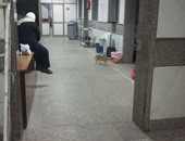 صحافة المواطن.. مواطنة تناشد محافظ الإسكندرية بعلاج إهمال المستشفى الميرى