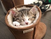 النوم سلطان.. 10 صور لأوضاع نوم مضحكة للقطط