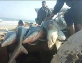 صحافة المواطن.. قارئ يحذر من ظهور أسماك قرش قرب شواطئ الساحل الشمالى