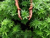 شرطة برشلونة تعتقل 8 أشخاص بتهمة زراعة نبات الماريجوانا داخل مستودع صناعى  