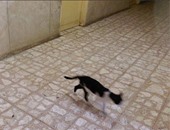 "صحافة المواطن": قطط تتجول بمستشفى الحميات بالزقازيق