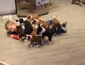 فيديو مدهش لطفل يلعب مع 16 كلبًا يعيشون فى بيته