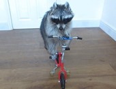 "ميلانى" حيوان راكون موهوب يقود دراجة و"سكوتر" وعربة التسوق