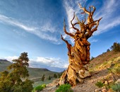 أقدمهم عمرها 4900 عام.. بالصور تعرف على أقدم 10 أشجار فى العالم