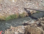 بالفيديو والصور ..استمرار مسلسل تجاهل الحكومة تلوث النيل بأسوان..النهر يستقبل 100 ألف متر مكعب من مياه الصرف يوميا..وصرف أكثر من 180 مليون جنيه دون جدوى..والمحافظ: "الوزراء" وافق على المعالجة الثلاثية