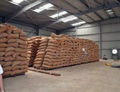 هيئة السلع المصرية تشترى 240 ألف طن من القمح الروسى