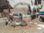 بالفيديو والصور..  مساكن الأبعادية بدمنهور تتحول لإسطبل حمير ومأوى للبلطجية