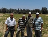 "زراعة الإسكندرية" تتابع حقول زراعة الذرة والطماطم