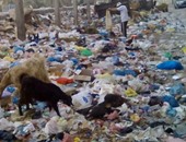 نائب الإسكندرية : أزمة القمامة بالمحافظة فى طريقها للحل