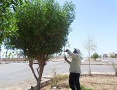 مرسى علم تبدأ العمل بمبادرة "حلوة يا بلدى" بقص أشجار الشوارع