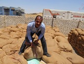 بالصوروفد "تقصى حقائق" البرلمان فى زيارة ميدانية لصومعة وشونة راجح بالعياط