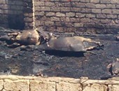 تفحم 5 رؤوس ماشية وحصان فى حريق بحظيرة بالدقهلية