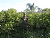 بالصور..بعد نقص مياه الرى.. الأسمدة أزمة تهدد المحاصيل بسوهاج.. الفلاحون: بنشترى السماد من السوق السوداء وبيوتنا اتخربت.."الزراعة": شركات النقل وراء الأزمة و70 ألف طن حصة المحافظة تورد حتى نهاية الصيف