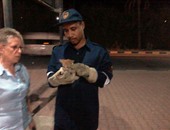 بالفيديو.. الحماية المدنية بالغردقة تنقذ "قطة" من حفرة تحت عامود كهرباء