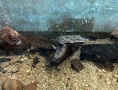 بالفيديو والصور.. أول تمساح بمحطة بحوث الثروة السمكية ببلطيم كفر الشيخ