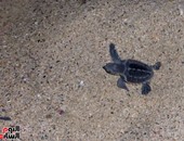 تغير المناخ يفاقم معاناة السلاحف البحرية على جزيرة قبرص