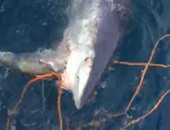 بالفيديو والصور.. ظهور القرش "ماكو" مجددا فى مياه السخنة بالسويس
